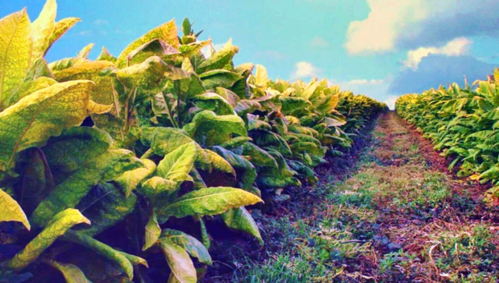 Ряды зелёных табачных растений, танцующих под аргентинским солнцем
