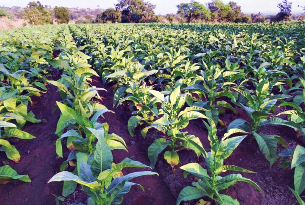 Крупный план листьев табака с афганской фермы